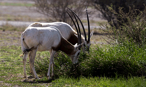 Sharjah Safari 1 (1)