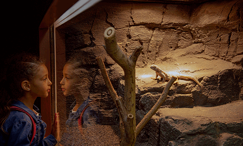 Al Hefaiyah Mountain Conservation Centre 2