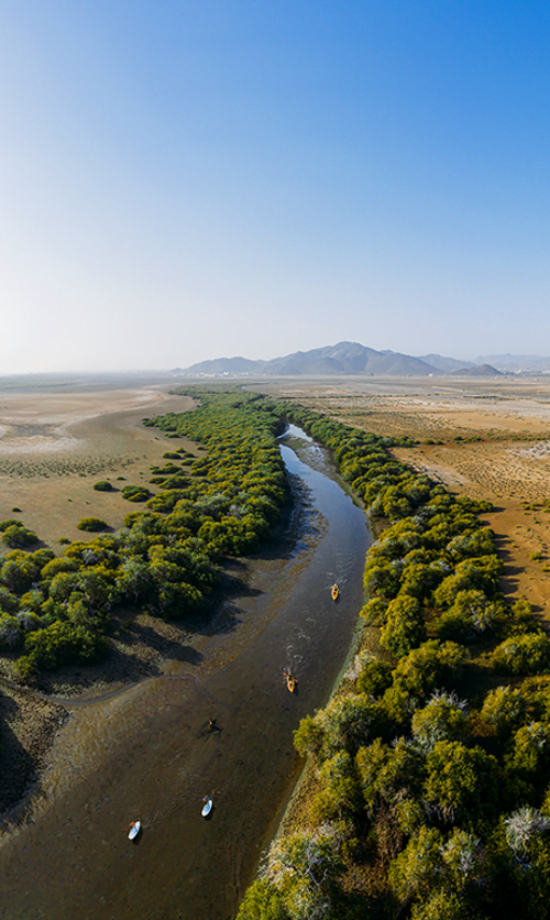 Khor Kalba Mangrove forest in Sharjah