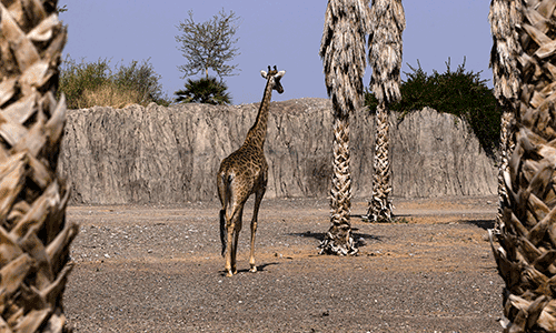 Sharjah Safari